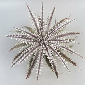 SALE!!! 21. ディッキア ★ Dyckia Atomic Reactor Bromeliad Cultivar Register (15870)