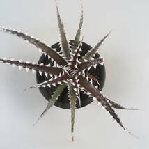 SALE!!! 28. ディッキア ★ Dyckia Samurai Bromeliad Cultivar Register (15405)_画像2