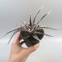 SALE!!! 28. ディッキア ★ Dyckia Samurai Bromeliad Cultivar Register (15405)_画像6