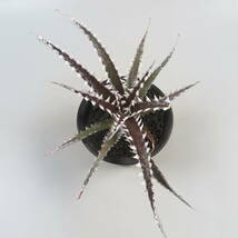 SALE!!! 28. ディッキア ★ Dyckia Samurai Bromeliad Cultivar Register (15405)_画像4