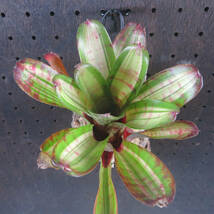 ネオレゲリア ☆ Neoregelia Hopscotch (コルク付) ☆ タンクブロメリア_画像4