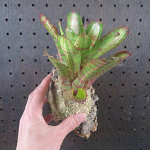 ネオレゲリア ☆ Neoregelia Hopscotch (コルク付) ☆ タンクブロメリア_画像7