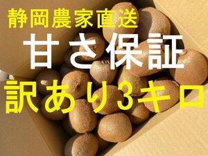 静岡農家直送　 キウイフルーツ　ヘイワード　訳あり３キロ クリスマス、お正月に　ギフト　フルーツ　濃く甘！