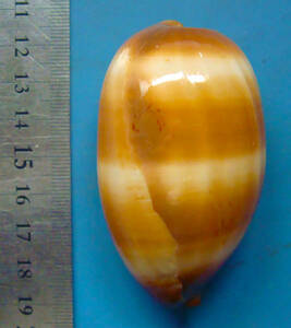 貝 標本 タルダカラ 72mm