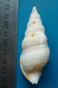 貝 標本 スギタニセコバイ 77mm