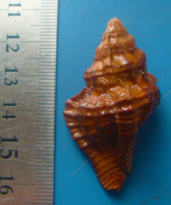 貝 標本 クリイロバショウ 45mm