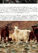 ブルネロクチネリと同じカシミア生地