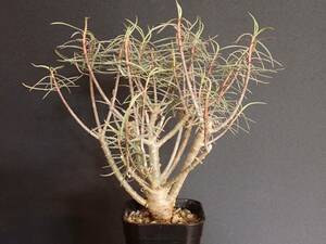 ユーフォルビア バルサミフェラ Euphorbia balsamifera