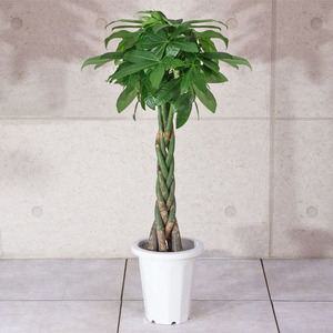  decorative plant pakira ( braided ) / 7 size * approximately W 40cm×H90~110cm