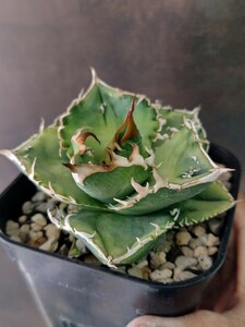 【AGAVE TITANOTA ノーネームブツブツ】アガベ　チタノタ　子株