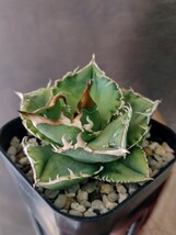 【AGAVE TITANOTA ノーネームブツブツ】アガベ　チタノタ　子株_画像3