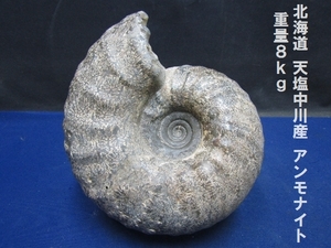 北海道 天塩中川産 アンモナイト 重量８ｋｇ（971）化石　自然　置物　インテリア　