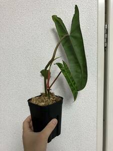 ◆Philodendron billietiae フィロデンドロン ビレッティア ◆送料無料