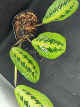 【Arc】Maranta leuconera // マランタ レウコネウラ // 熱帯植物 / クズウコン / ヒョウモンヨウショウ_画像3