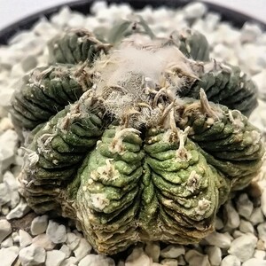 ★サボテン　アズテキウム　花籠　山木カキ仔実根