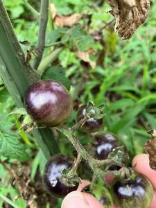 珍しい種　ブルーベリートマト種15粒プラスアルファ