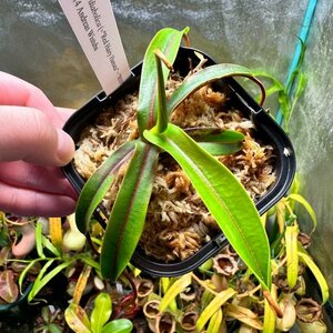 【Omori, K.】Nepenthes diabolica (=Red Hairy Hamata = RHH) Clone: 14 AW：食虫植物 ネペンテス ウツボカズラ - 2