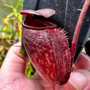 【Omori, K.】Nepenthes rajah Marai Parai：食虫植物 ネペンテス ウツボカズラ