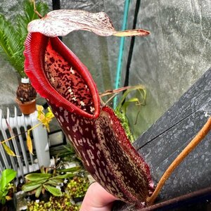 【Omori, K.】Nepenthes mapuluensis AW-N_map-09 (East Kalimantan / clone: 09)：食虫植物 ネペンテス ウツボカズラ