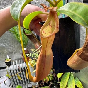 【Omori, K.】Nepenthes epiphytica AW-N_epiphy.3 (East Borneo / Individual seedling clone)：食虫植物 ネペンテス ウツボカズラ