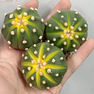 309.多肉植物 サボテン アストロフィツム ドーナツ兜 スイカポケット 4-5cm 兜錦実生 ３個セット