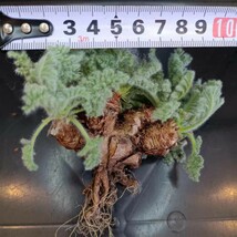 AS533 多肉植物 Pelargonium appendiculatum / ペラルゴニウム アッペンディクラツム 塊根植物 実生_画像5