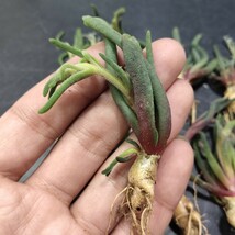 AS61多肉植物 珍奇塊根植物フィロボルス(スファルマンサス)・テヌイフロルス 極上小株10株同梱_画像6