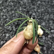 AS70珍奇植物 新種 Gethyllis lata subsp.lata G属 5株同梱_画像2