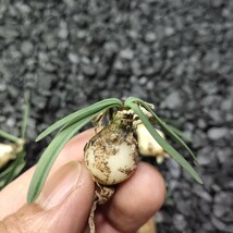 AS70珍奇植物 新種 Gethyllis lata subsp.lata G属 5株同梱_画像3