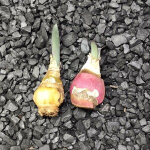 AS88珍奇植物 Haemanthus crispusハエマンサス クリスパス 2株同梱