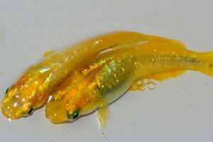 広島ショップ☆レモンスカッシュ☆の稚魚10匹＋2匹　　鮮やかな黄色　メダカ