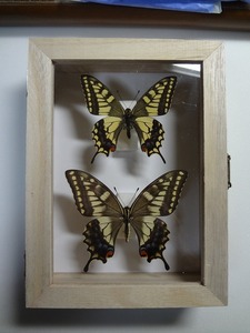 蝶の標本　キアゲハ　ペア　春型　箱付き