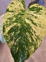 ◆モンステラ・デリシオーサ・ホワイトモンスター”テンシンラン”極上斑！！◆Monstera deliciosa 'White Monster'★　斑入り！天芽！　　_画像4