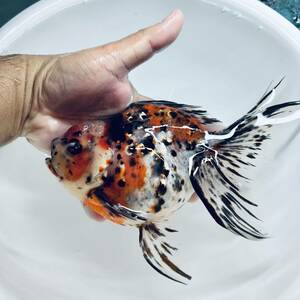 【極上特選:種親候補】弥富産 丸義 3歳 東錦 20cm メス (検索用:金魚 オランダ獅子頭)