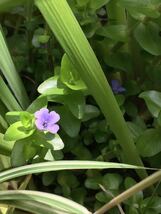 ウォーターバコパ 水上葉 無農薬 水草 10本 メダカの隠れ家に最適！_画像2