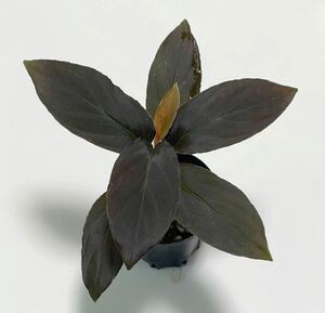 AZ便　Homalomena sp. “Deep Purple”JKT [AZ0215-1]ホマロメナ パルダリウム　ビバリウム 熱帯植物