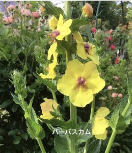 バーバスカム　花の種　黄色　50粒位