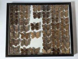 蝶　標本　　　中古　ドイツ箱　標本箱サイズ横52cm幅42cm厚み6cmの箱です クロコノマチョウ