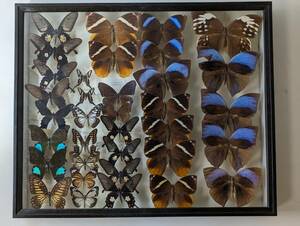 蝶 標本外国産 ワモンチョウ マレーシア インド ミンドロ島 アゲハ　ムラサキ ドイツ箱 横52cm幅42cm厚み6cmの箱です