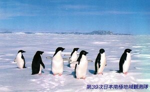 ★アデリーペンギン　第39次日本南極地域観測隊★テレカ５０度数未使用me_177