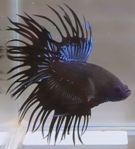 【ほっぺちゃんFARM】〈ベタ・Betta〉H-9 ブラックオーキッドCT (オス♂)