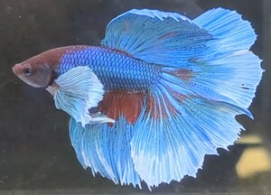 【ほっぺちゃんFARM】〈ベタ・Betta〉E-6 ゼニスブルー・ホワイトリム・スーパーダンボHM (オス♂)