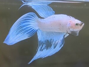 【ほっぺちゃんFARM】〈ベタ・Betta〉G-1 パールホワイト・ブルーファンシーVT (オス♂)☆SALE☆