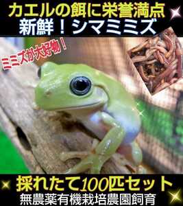 Отлично подходит для лягушки! свежий! Недавно поднятый! Набор 100 Shimamizu ☆ Хорошо ешьте! Питание идеально! Для приманки для рептилий, приманки черепах, декоративная рыбная корма, рыбацкая приманка