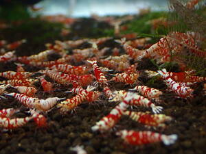  red fancy Tiger shrimp 3 pcs #. egg # female # breeding # aquarium ±2cm with special favor!