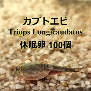 カブトエビ 休眠卵 2カプセル【計100個】 餌付き