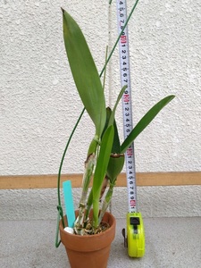 洋蘭　カトレア原種　C.warscewiczii f.coerulea‘Yellow eye’　現在花はありません