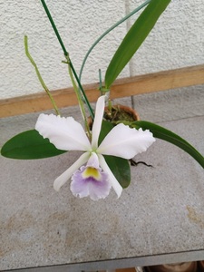 洋蘭　カトレア原種　f.coerulea 札落ち　現在開花中