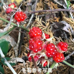 ** winter . seedling 2 stock ** unusual winter . real . to attach tree . sapling strawberry fyu strawberry seedling .. strawberry seedling winter strawberry seedling 