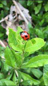 ★★てんとう虫ミックス10匹★★天然千葉県産　ななほしてんとう虫、なみほしてんとう虫